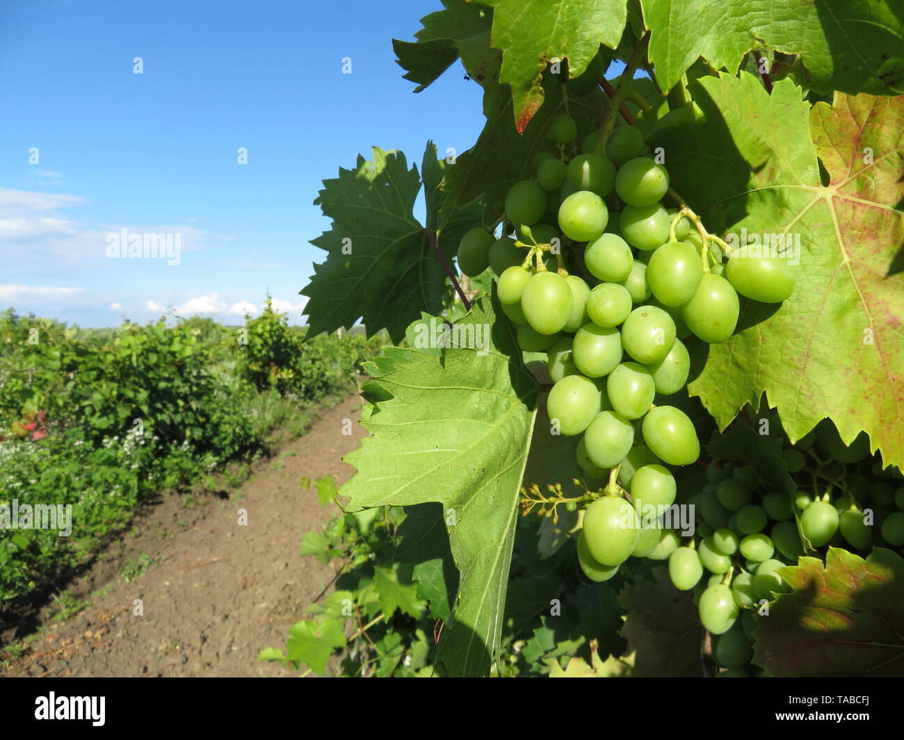 Green vineyard, bunches of white grapes growing in summer. Rural landscape with unripe grapevine and blue sky, winemaking concept Stock Photo