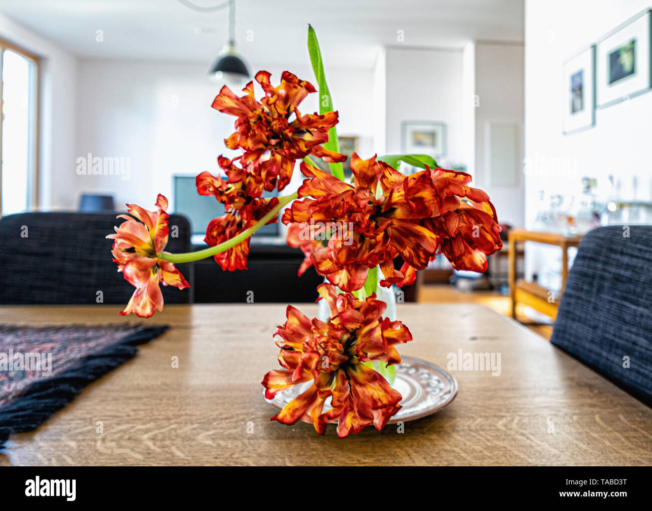 Dead tulips flower hires stock photography and images Alamy