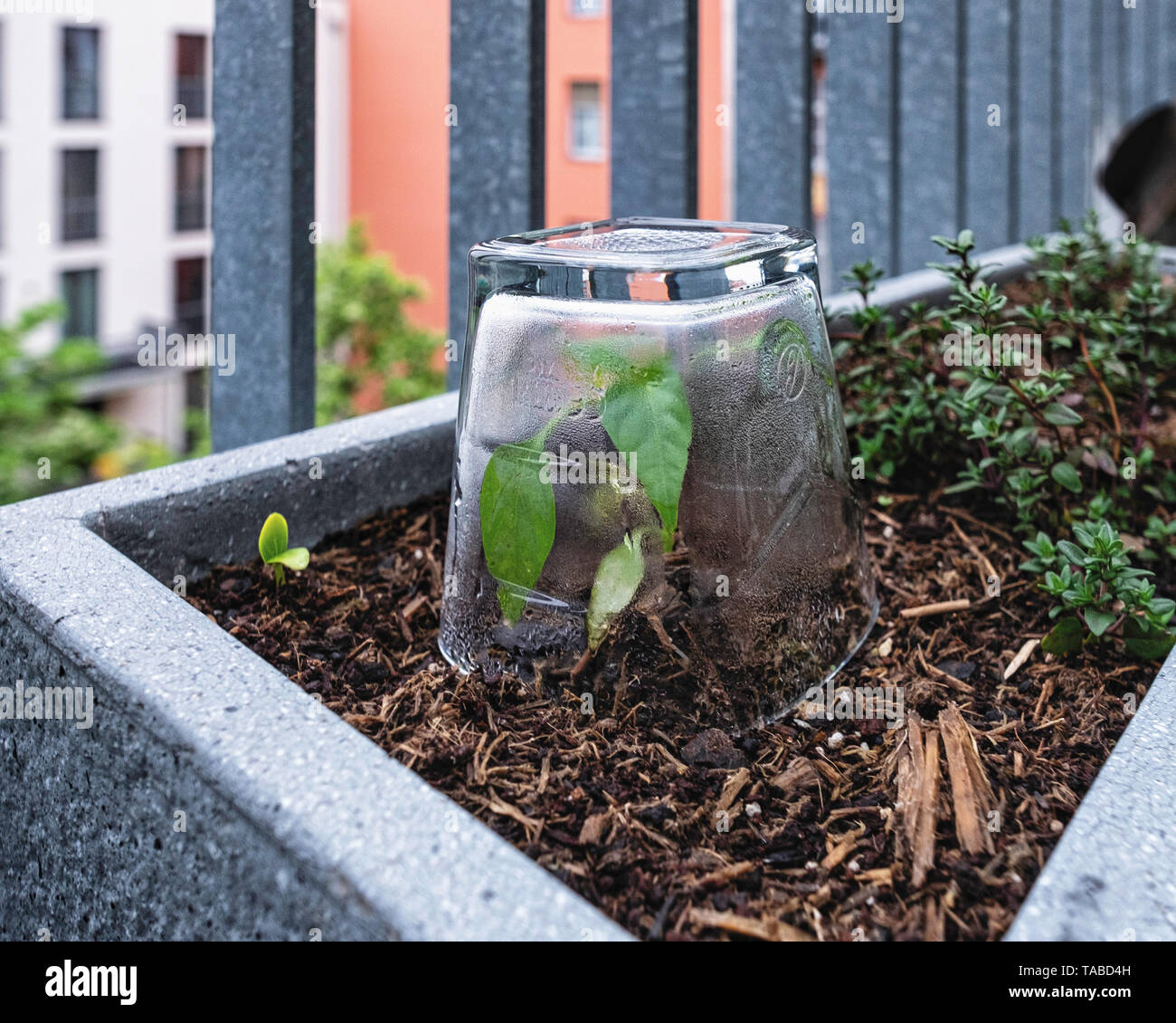 Balcony herb garden. Pot plants with chilli plants covered in drinking