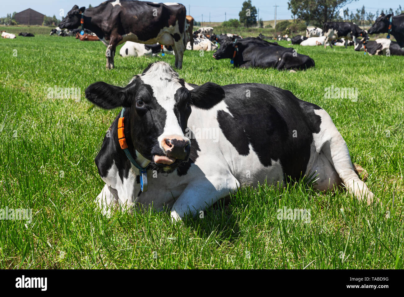 Friesian holstein dairy cow lying on green grass Stock Photo - Alamy