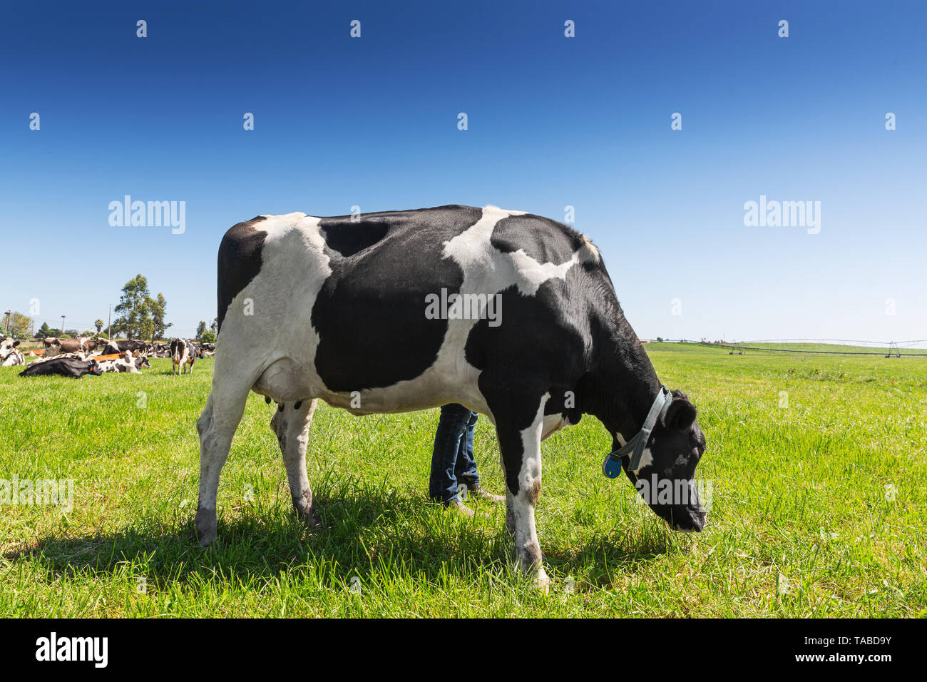 Friesian holstein dairy cow on green grass Stock Photo - Alamy