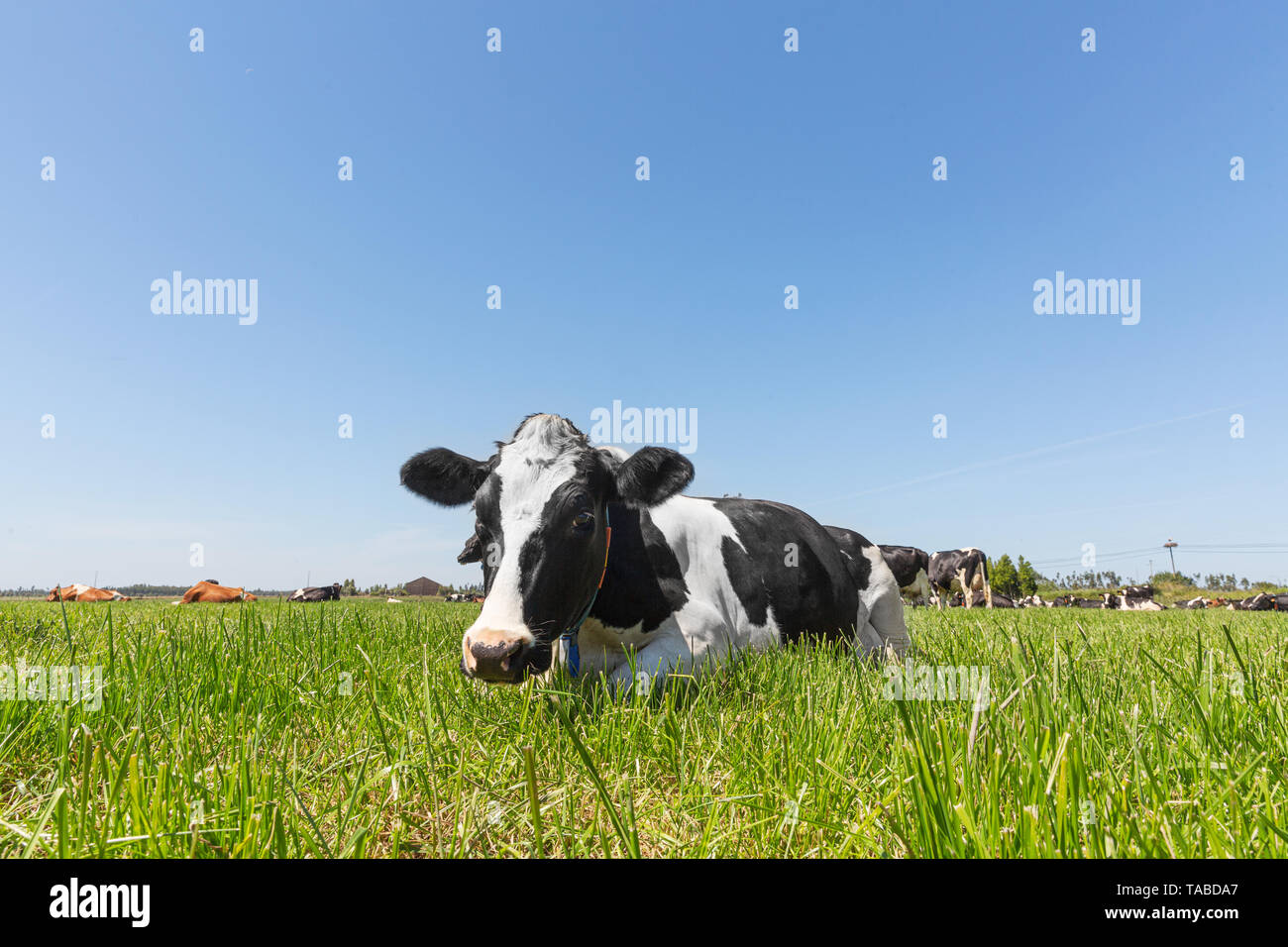 Friesian holstein dairy cow lying on green grass Stock Photo - Alamy