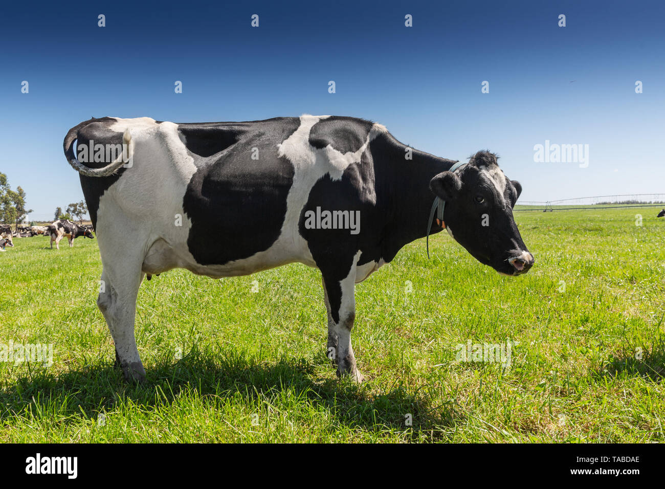 Friesian holstein dairy cow on green grass Stock Photo - Alamy