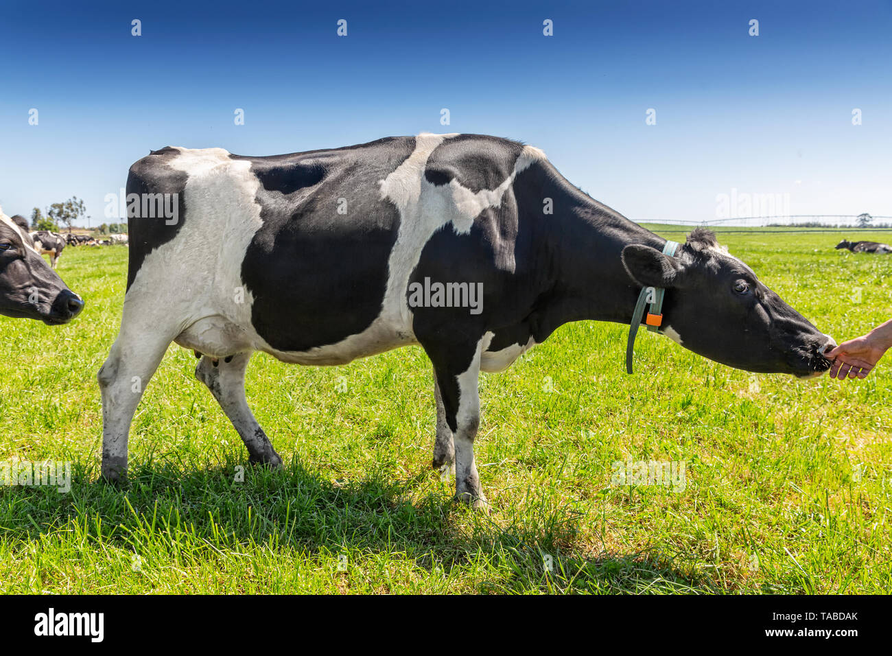 Friesian holstein dairy cow on green grass Stock Photo - Alamy