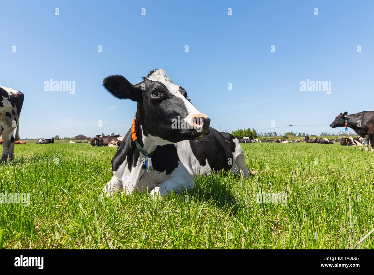 Friesian holstein dairy cow lying on green grass Stock Photo - Alamy