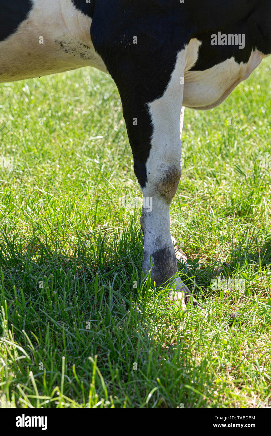 Friesian holstein dairy cow on green grass Stock Photo - Alamy