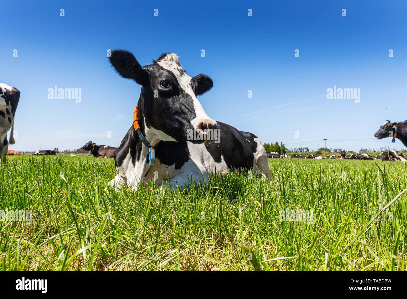 Friesian holstein dairy cow lying on green grass Stock Photo - Alamy
