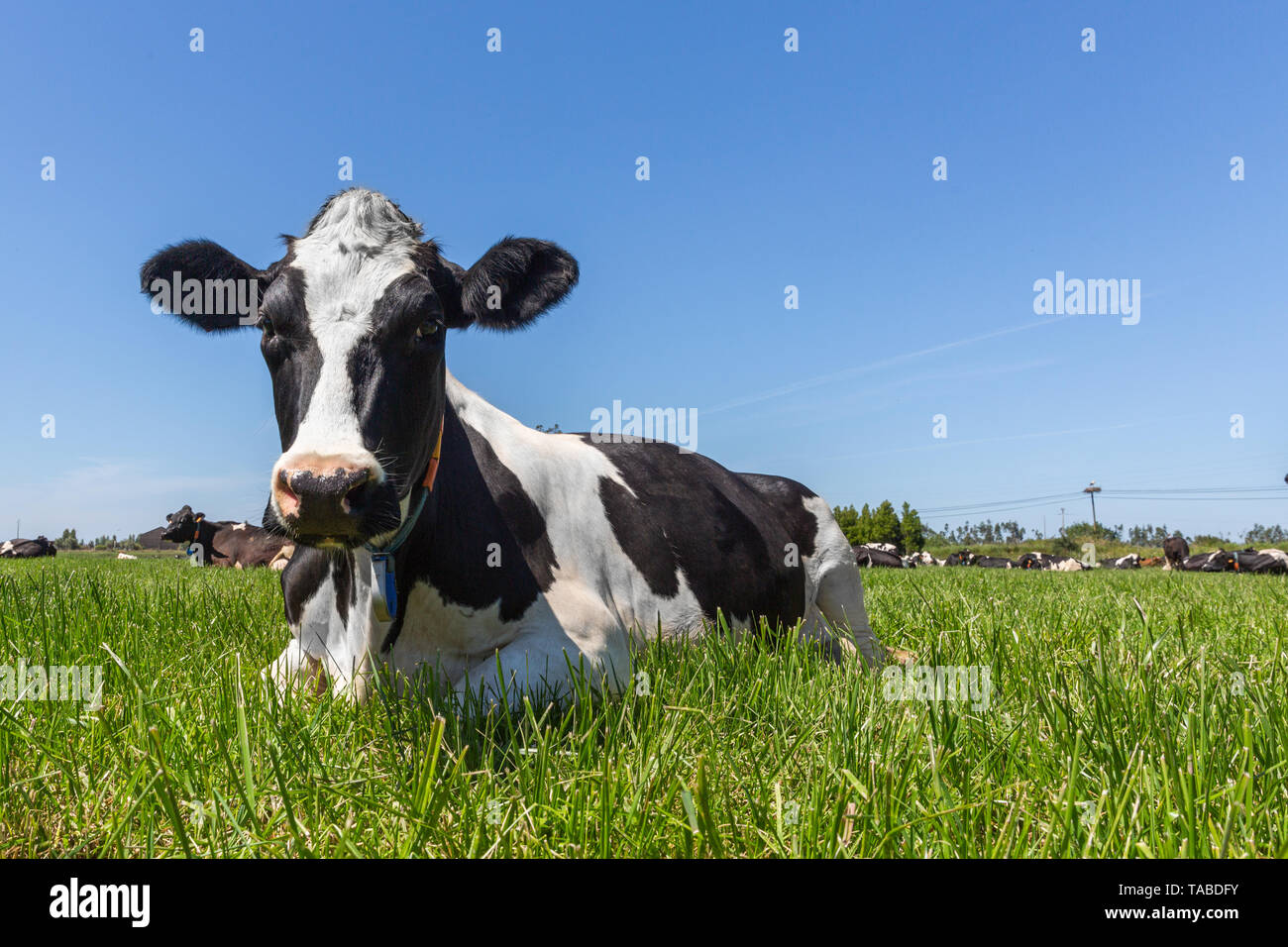 Friesian holstein dairy cow lying on green grass Stock Photo - Alamy