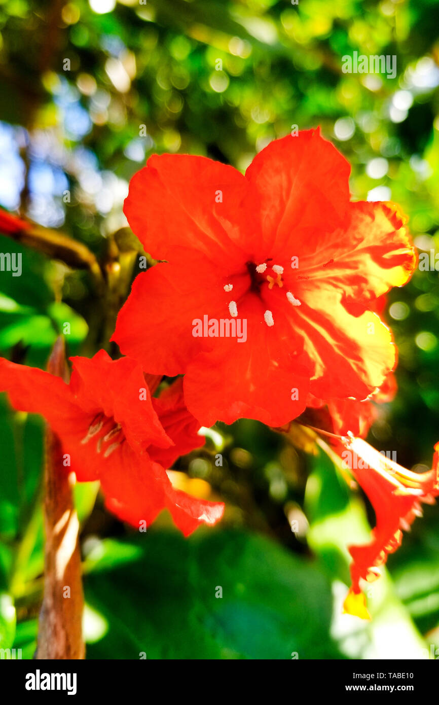 geiger tree in its natural abit Stock Photo - Alamy