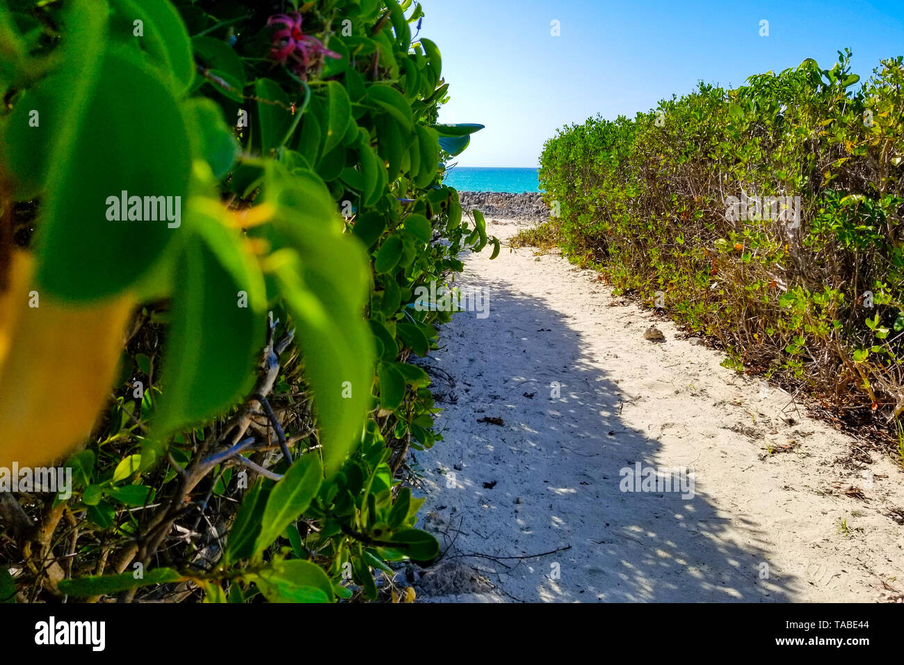 sandy path to the sea Stock Photo