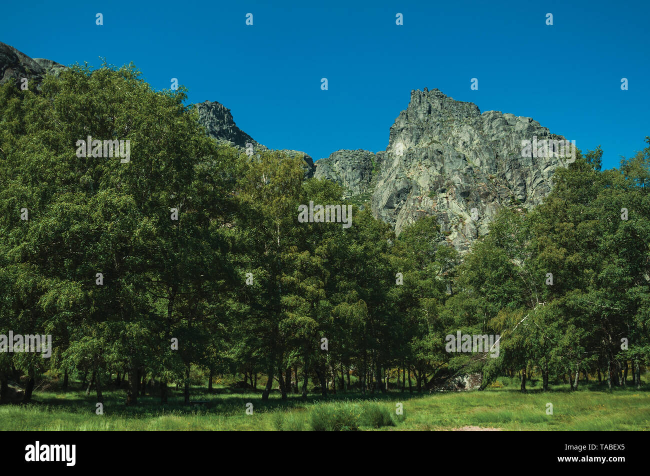 Landscape with rocky cliffs and lawn on a glade at forest in the highlands of Serra da Estrela. The highest mountain range in continental Portugal. Stock Photo