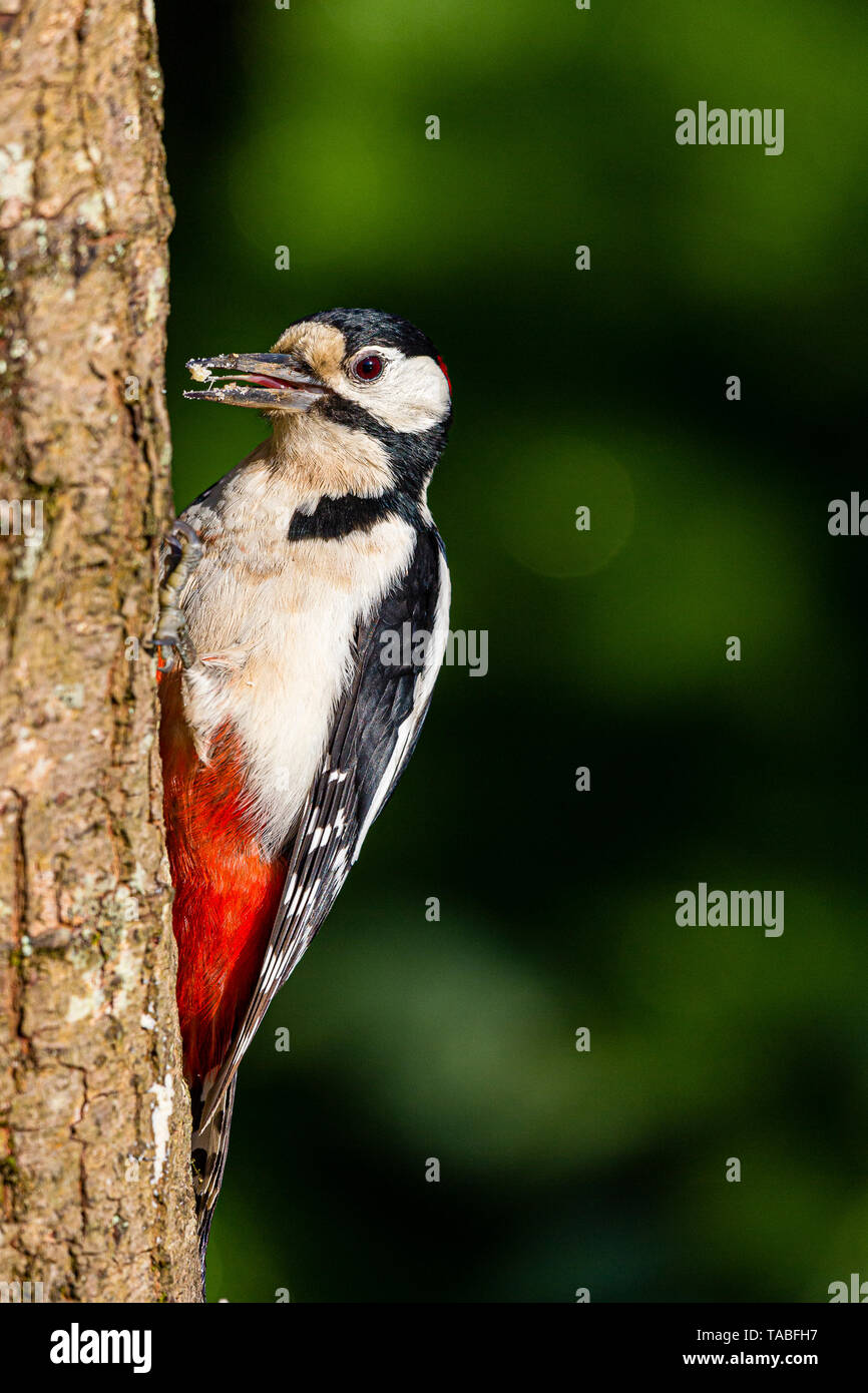 Great Spotted Woodpecker Uk Spring High Resolution Stock Photography