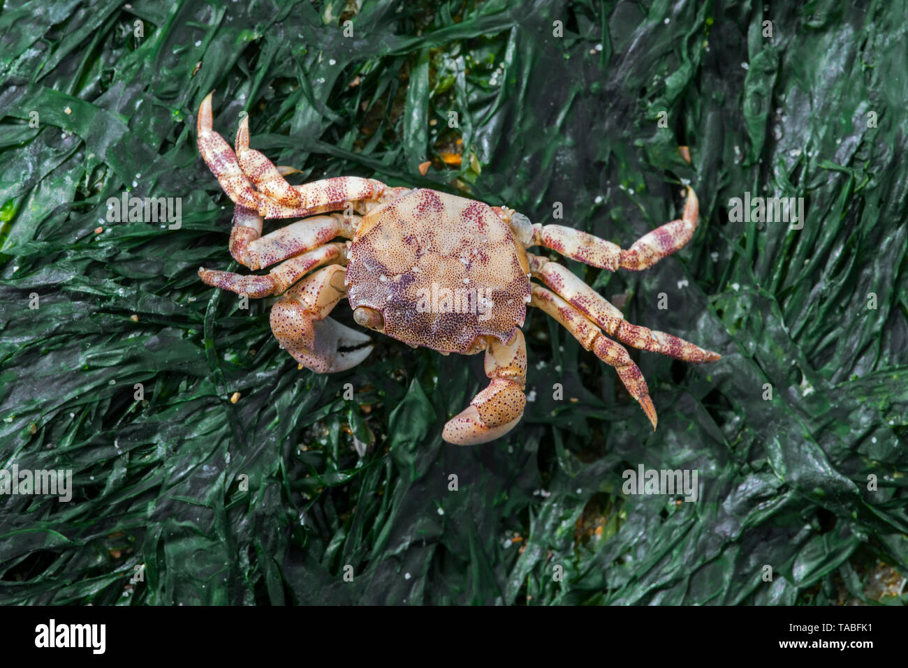 Dead Japanese shore crab / Asian shore crab (Hemigrapsus sanguineus) exotic invasive species in North America and Europe but native to East Asia Stock Photo