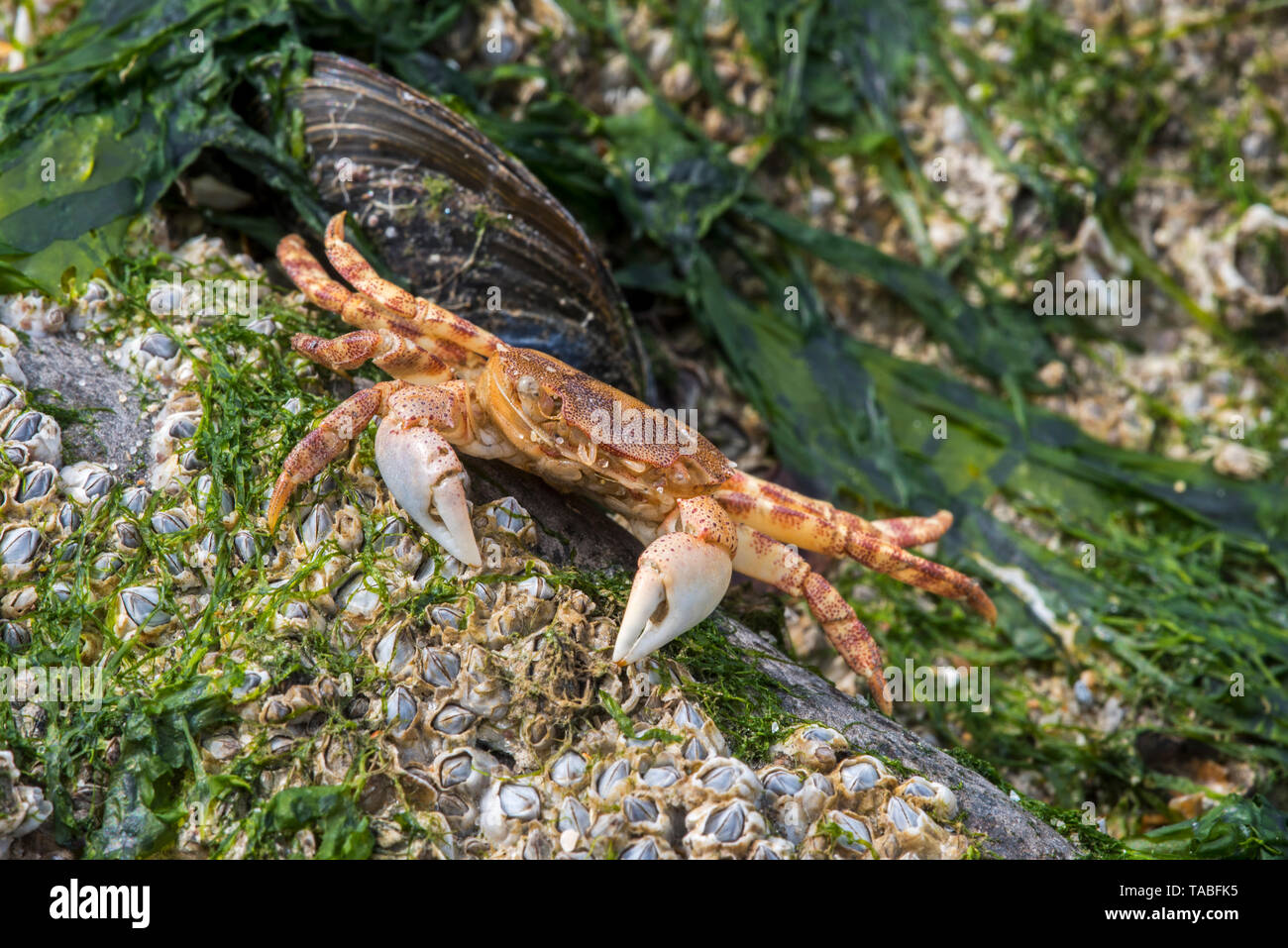 Dead Japanese shore crab / Asian shore crab (Hemigrapsus sanguineus) exotic invasive species in North America and Europe but native to East Asia Stock Photo