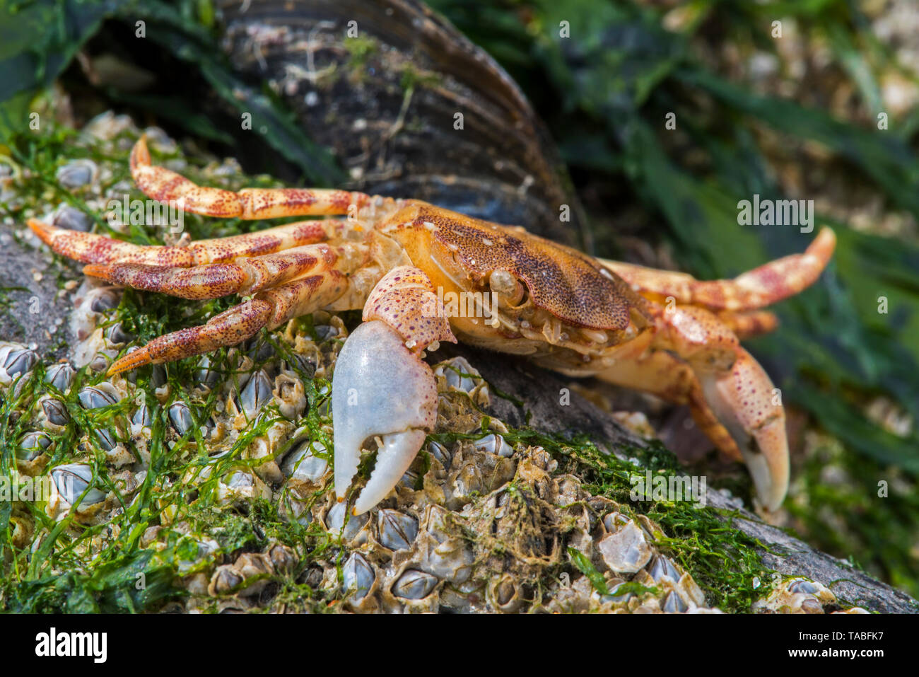 Dead Japanese shore crab / Asian shore crab (Hemigrapsus sanguineus) exotic invasive species in North America and Europe but native to East Asia Stock Photo