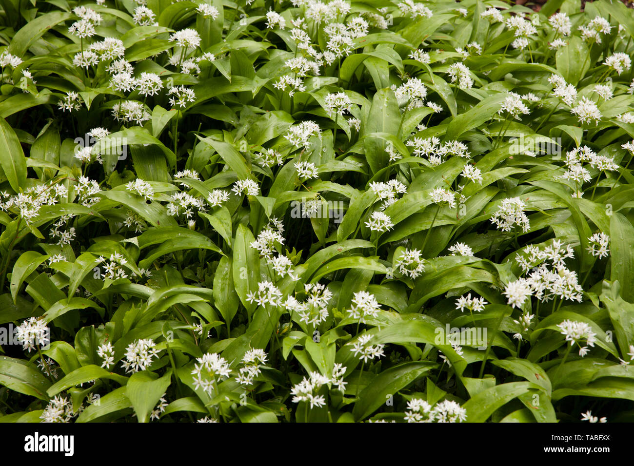 blooming bears's garlic (Allium ursinum), Germany.  bluehender Baerlauch (Allium ursinum), Deutschland. Stock Photo