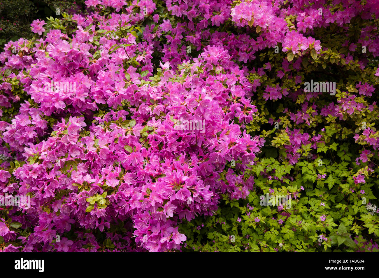 blooming azalea, Germany.  bluehende Azaleen, Deutschland. Stock Photo