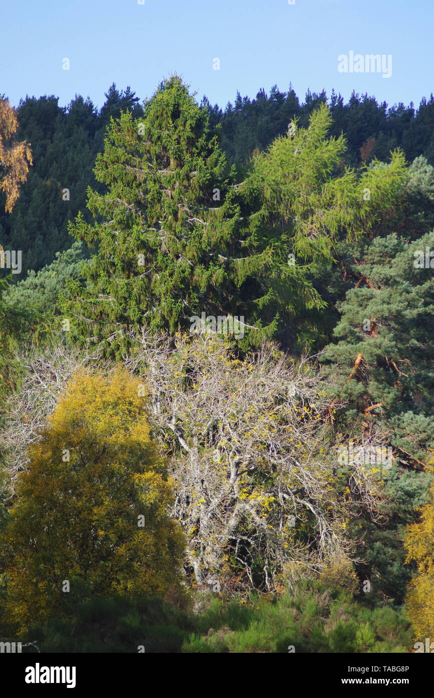 Larch Tree among Autumn Silver Birch Woodland in Yellow Foliage, Muir of Dinnet NNR, Cairngorms, Scotland, UK. Stock Photo