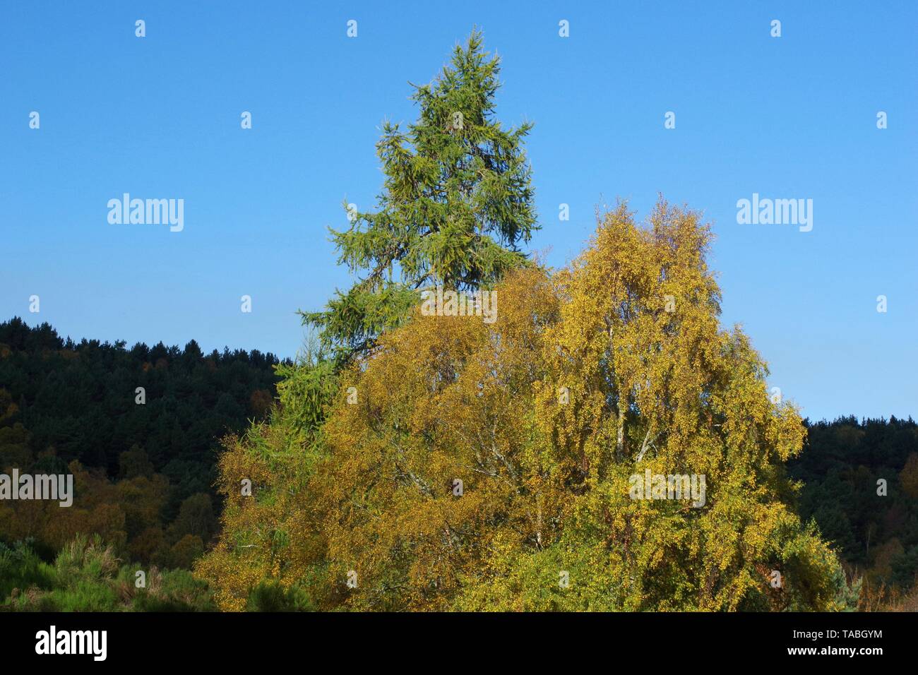 Larch Tree among Autumn Silver Birch Woodland in Yellow Foliage, Muir of Dinnet NNR, Cairngorms, Scotland, UK. Stock Photo