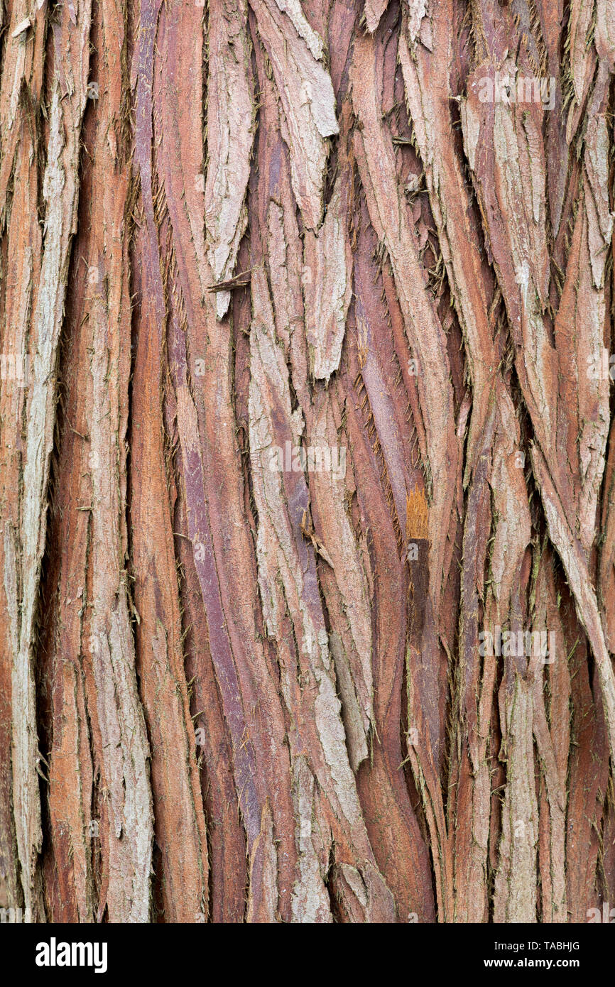 Chamaecyparis formosensis. Formosan cypress tree bark Stock Photo