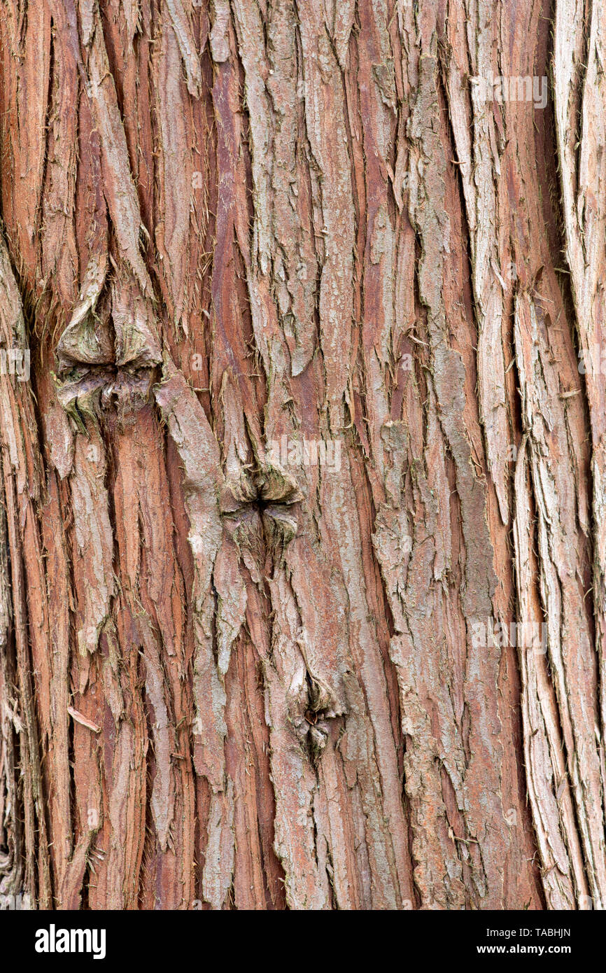 Chamaecyparis formosensis. Formosan cypress tree bark Stock Photo