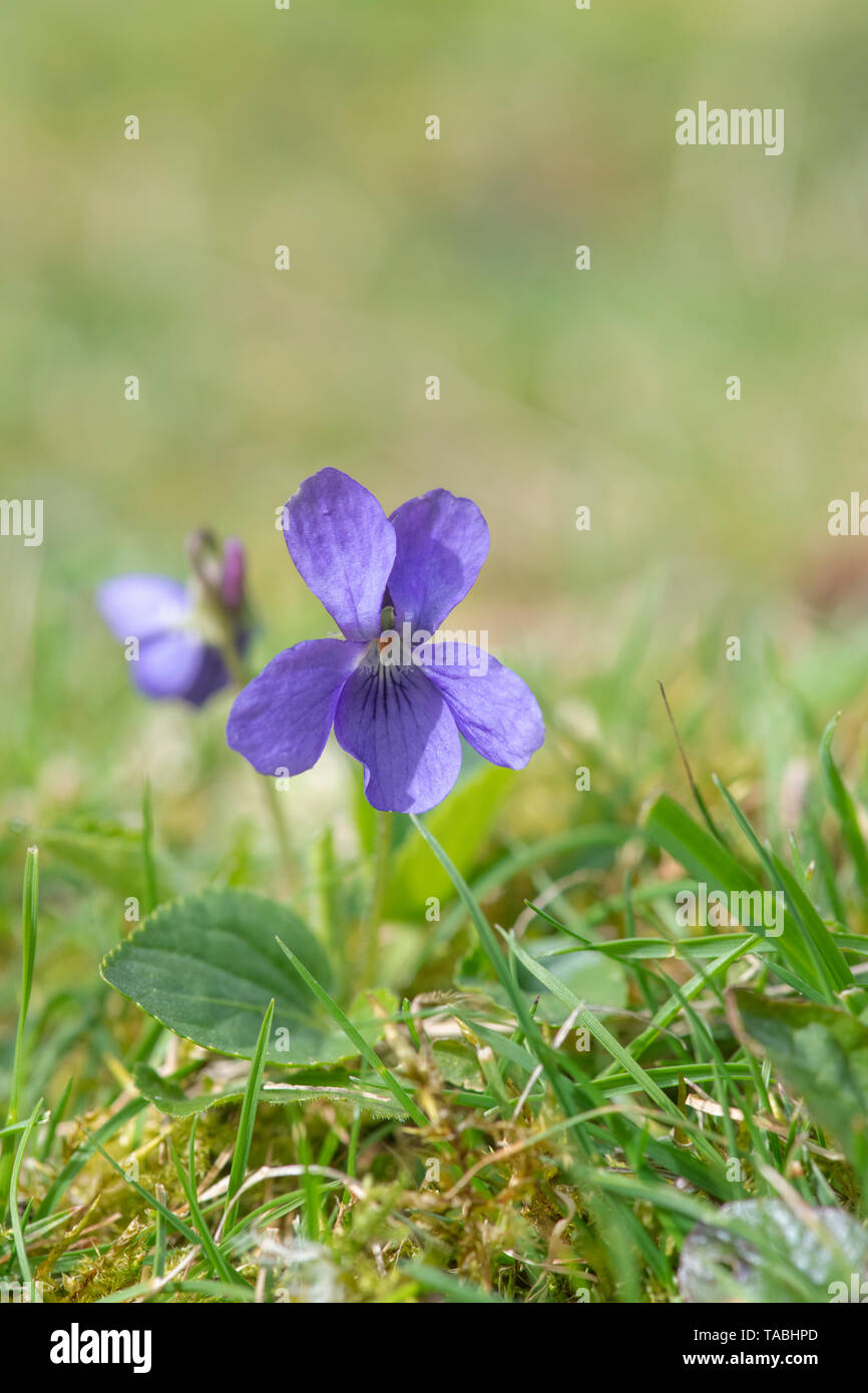 Viola odorata. Sweet violet in an English woodland Stock Photo