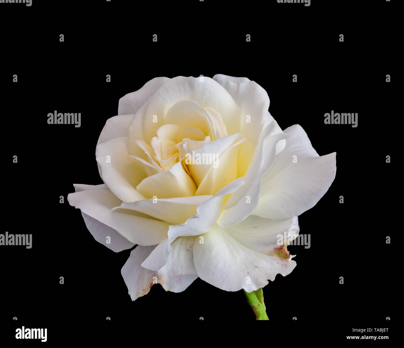 yellow white rose blossom macro isolated on black background Stock Photo