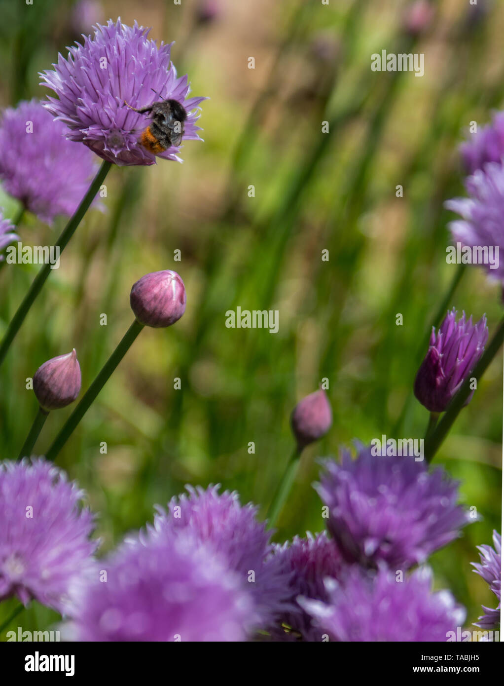 Bumblebee on chives hi-res stock photography and images - Alamy
