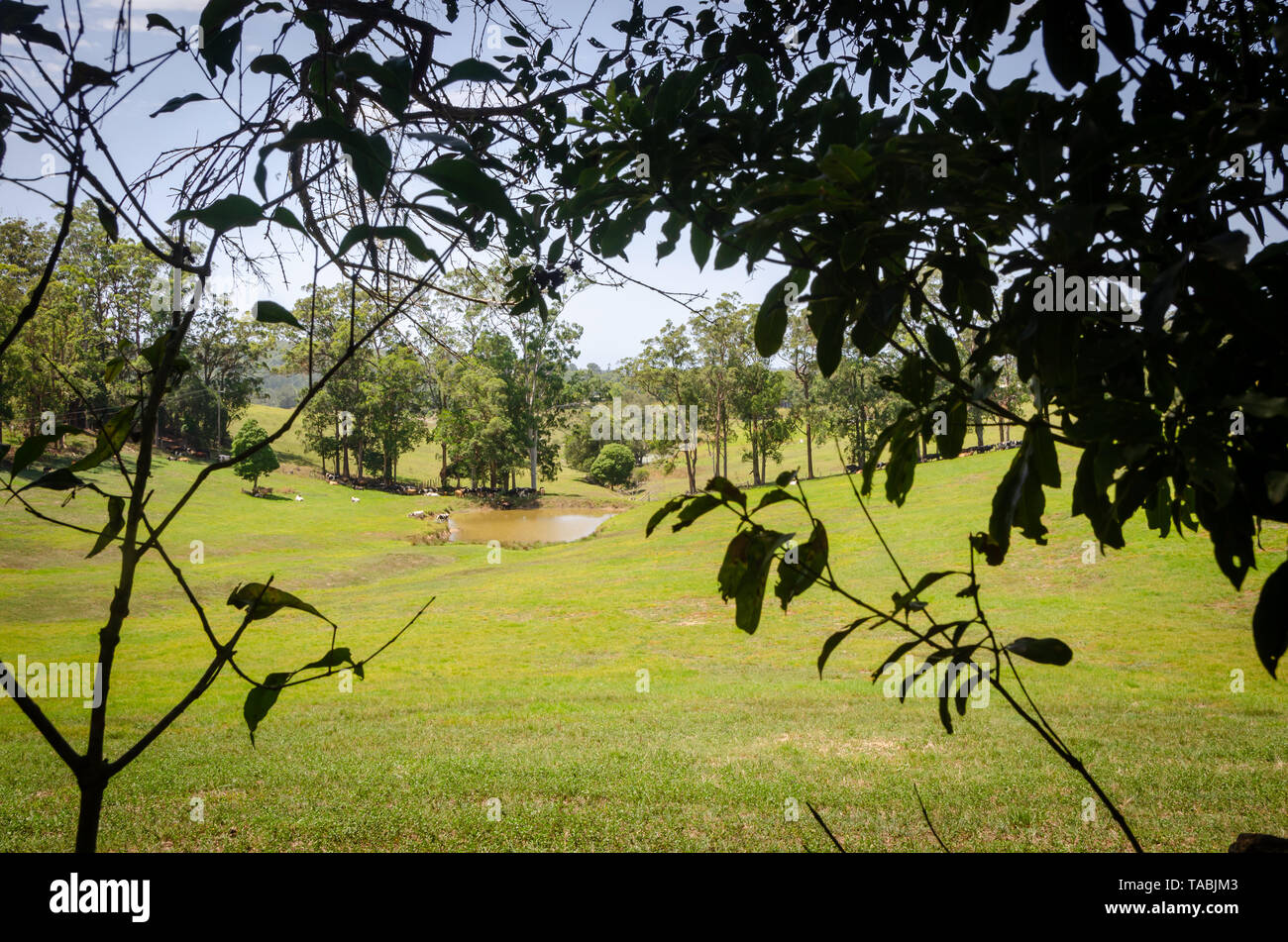 Farmland near Bellingen, New South Wales, Australia Stock Photo Alamy