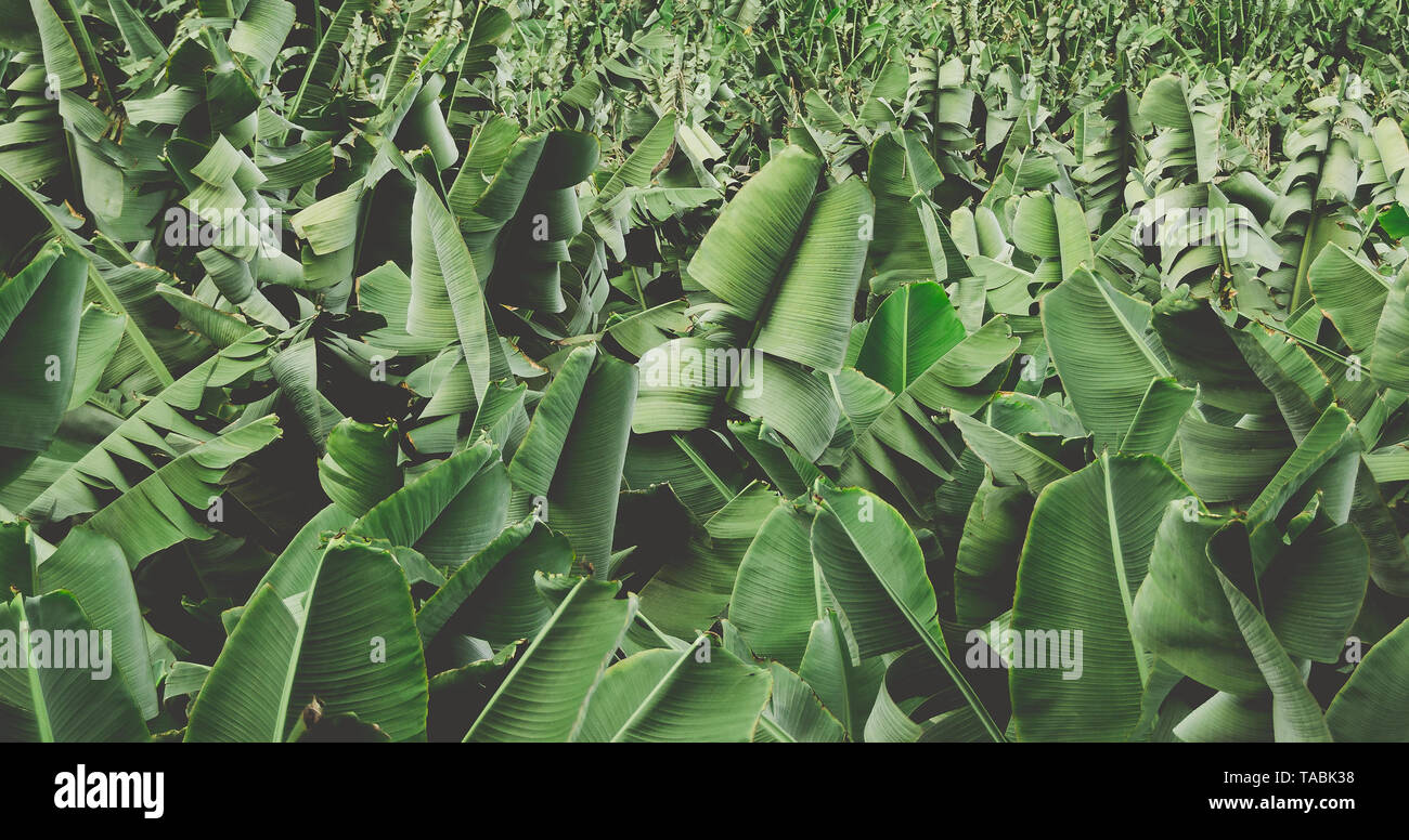 Closeup of banana leaves crop in a plantation. Stock Photo