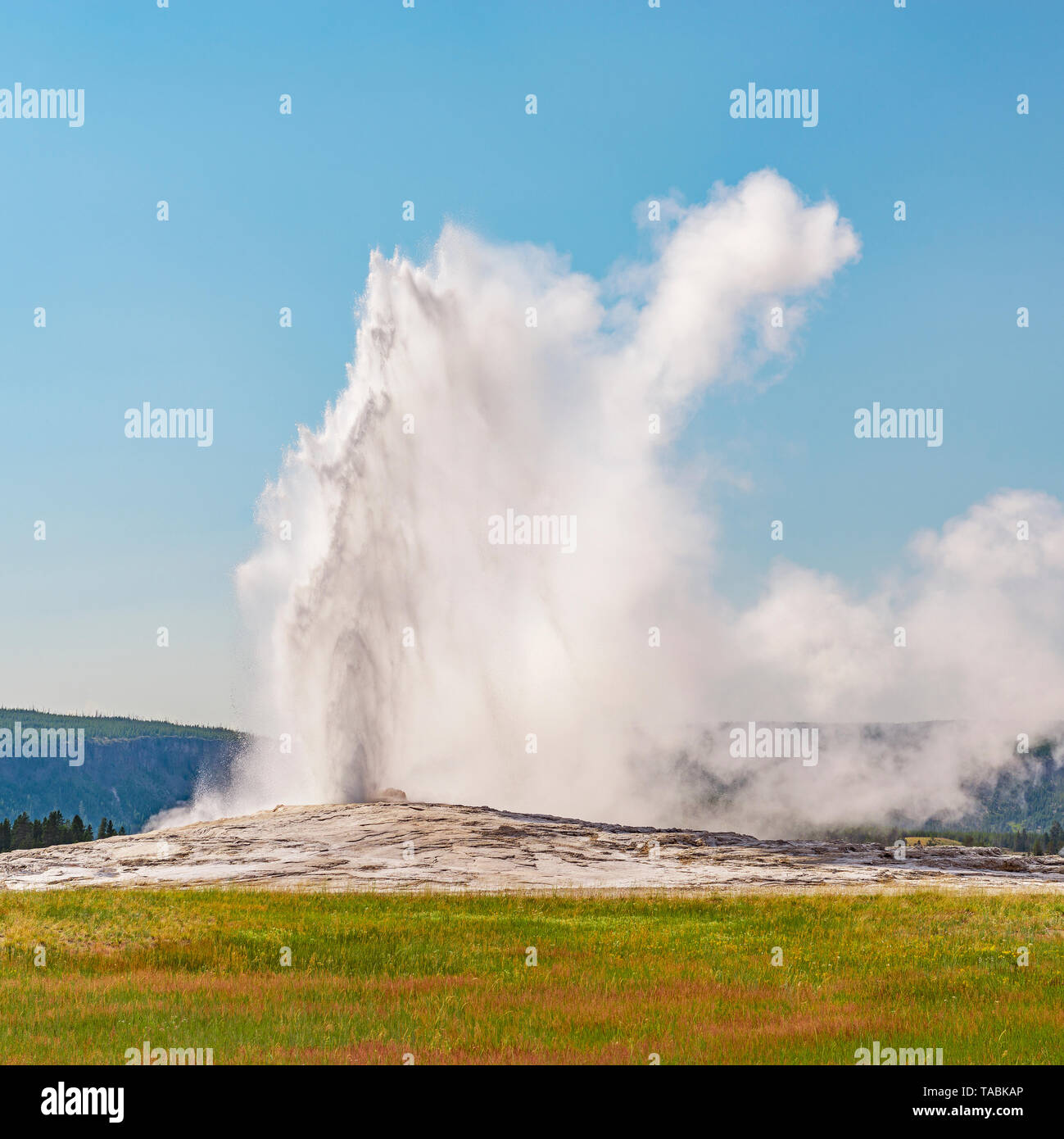 Square photograph of Old Faithful geyser during an eruption on a bright summer day, Yellowstone National Park, Wyoming, USA. Stock Photo