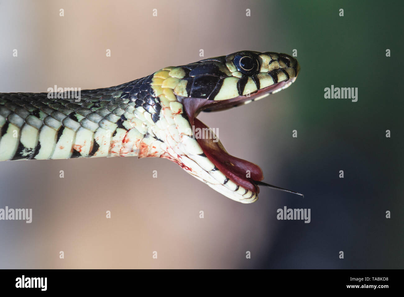 Bloody Grass snake (Natrix natrix) with open mouth and tongue out Stock Photo