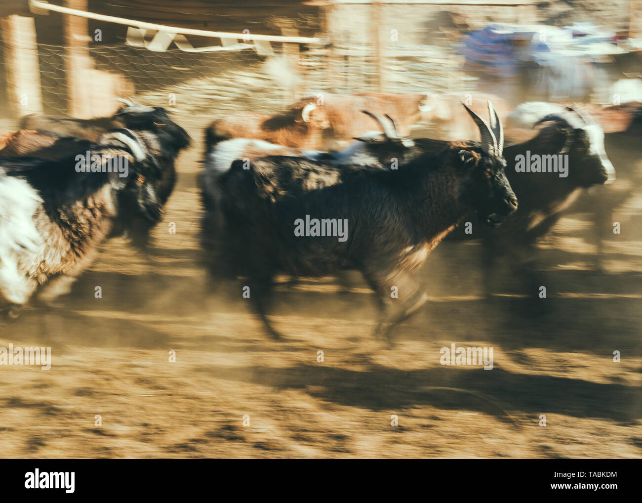 Blurred view of Mongolian cattle running through street. Stock Photo