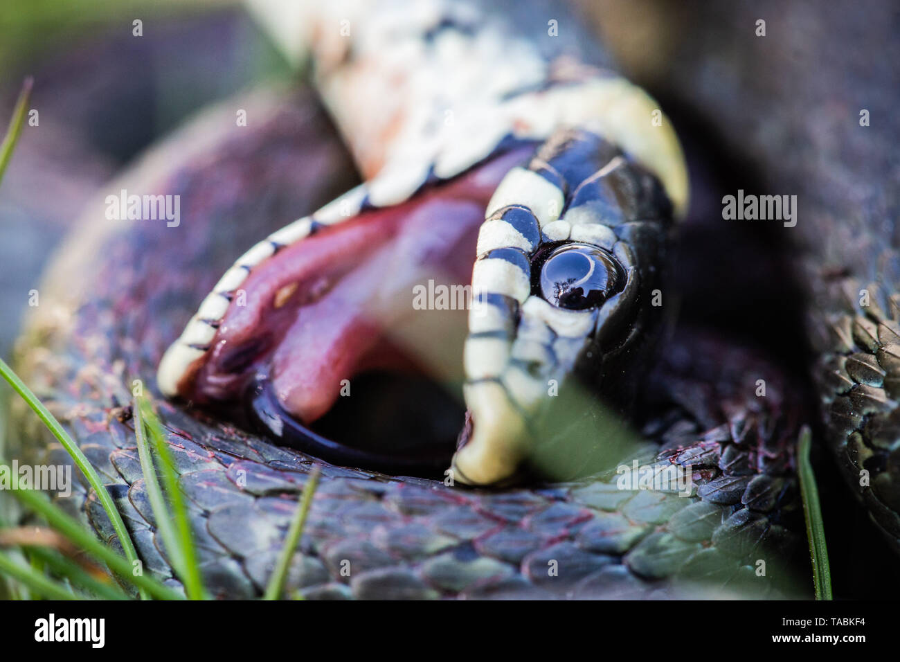 Grass Snake (Natrix natrix) curled up and play dead with tongue out Stock Photo