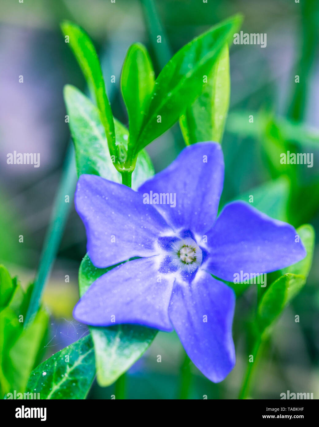 Garden weed hi-res stock photography and images - Alamy
