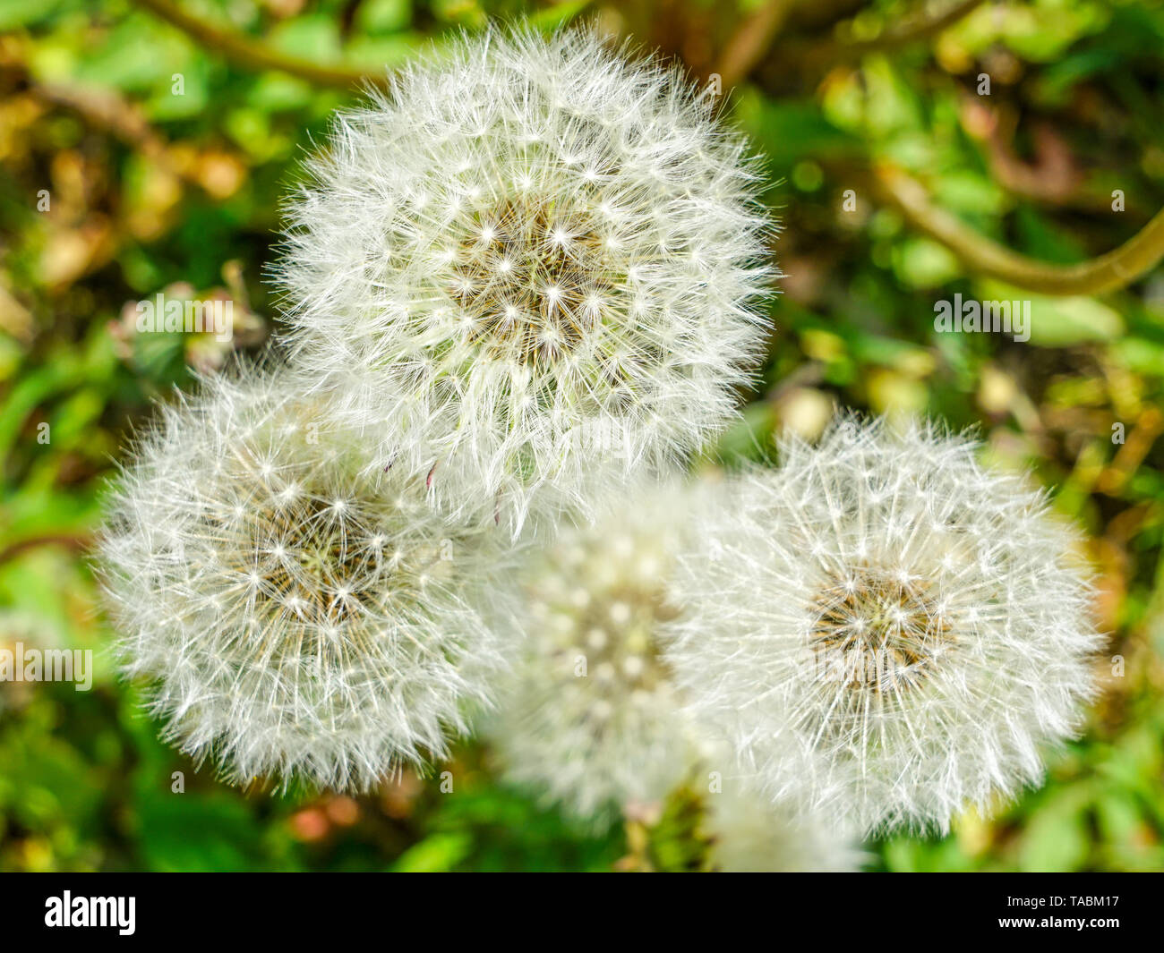 Dandelion, Taraxacum erythrospermum, closeup with natural blurred background Stock Photo