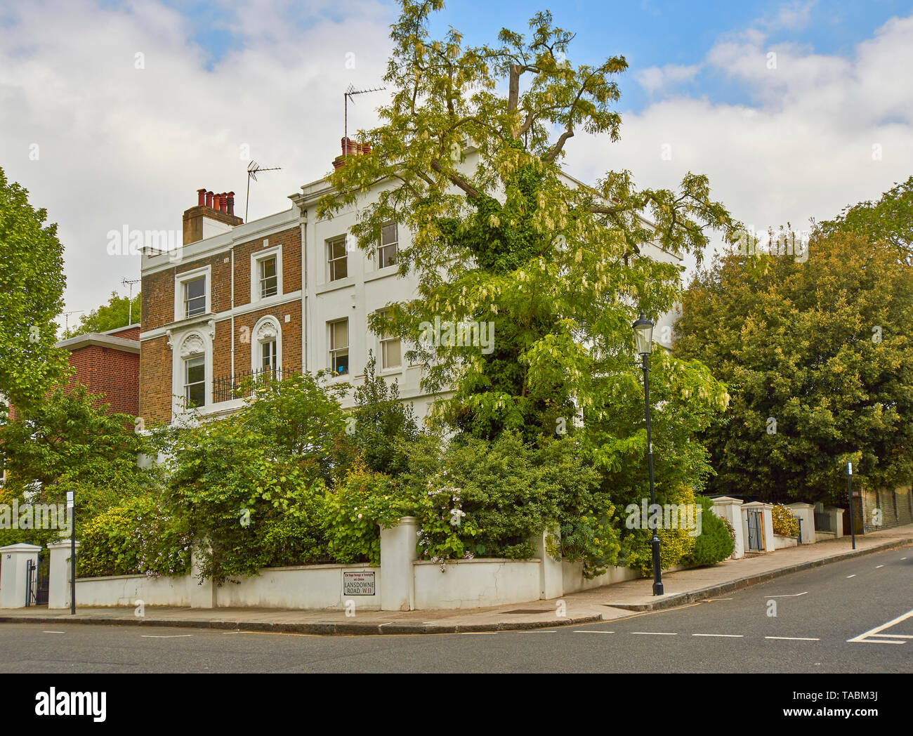 LONDON NOTTING HILL HOUSE AND GARDEN IN LANSDOWNE ROAD WITH BEAUTIFUL ACACIA TREE COVERED WITH WHITE FLOWERS Stock Photo