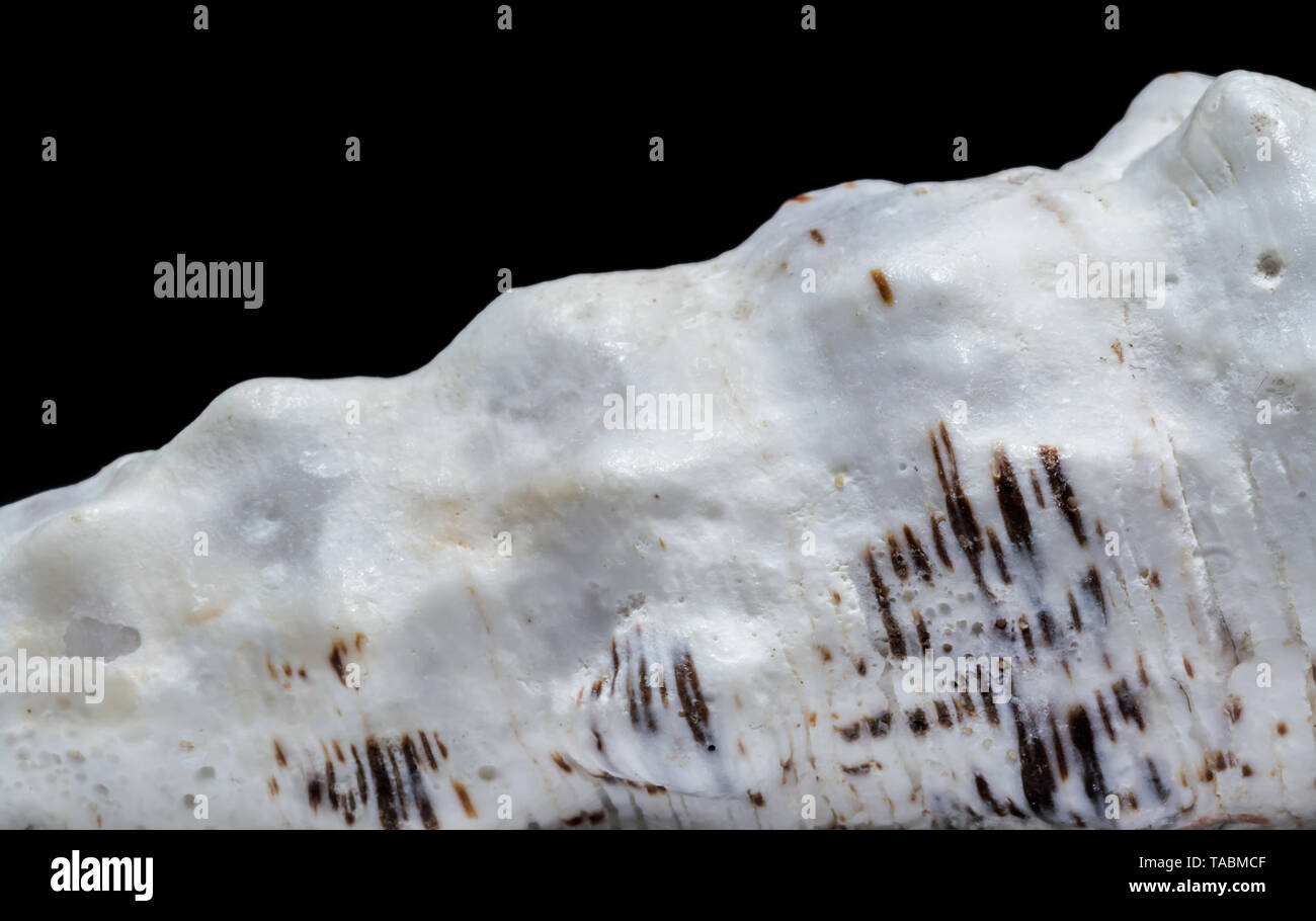 Background of seashell close-up macro. Mollusk seashell texture Stock ...