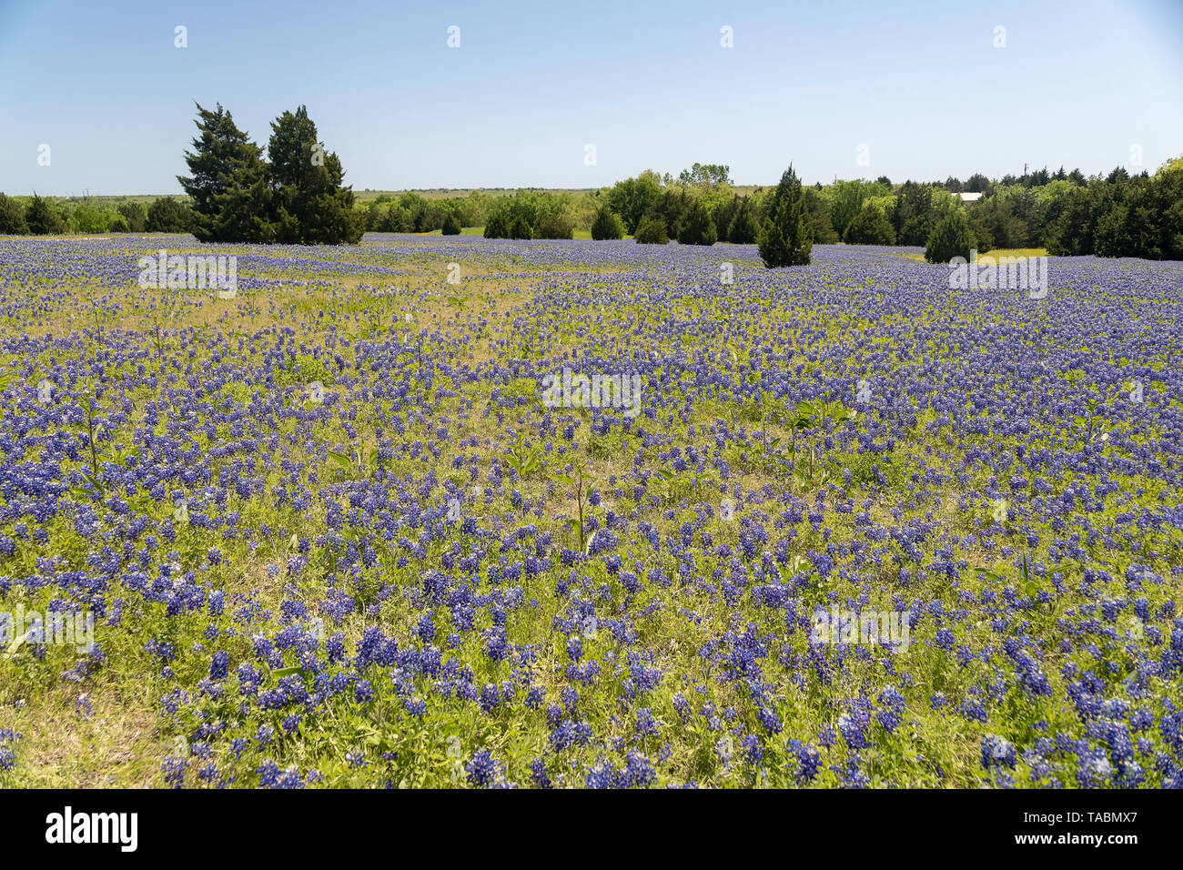 Bluebonnets in a Field Stock Photo