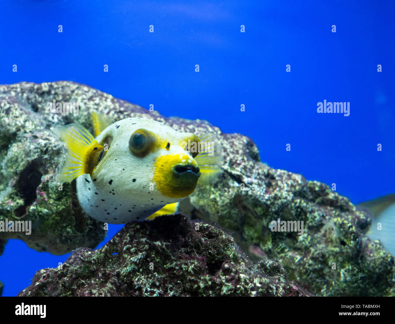Dogface Puffer fish, Tropical fish in a tank on display in a pet shop, UK  Stock Photo - Alamy
