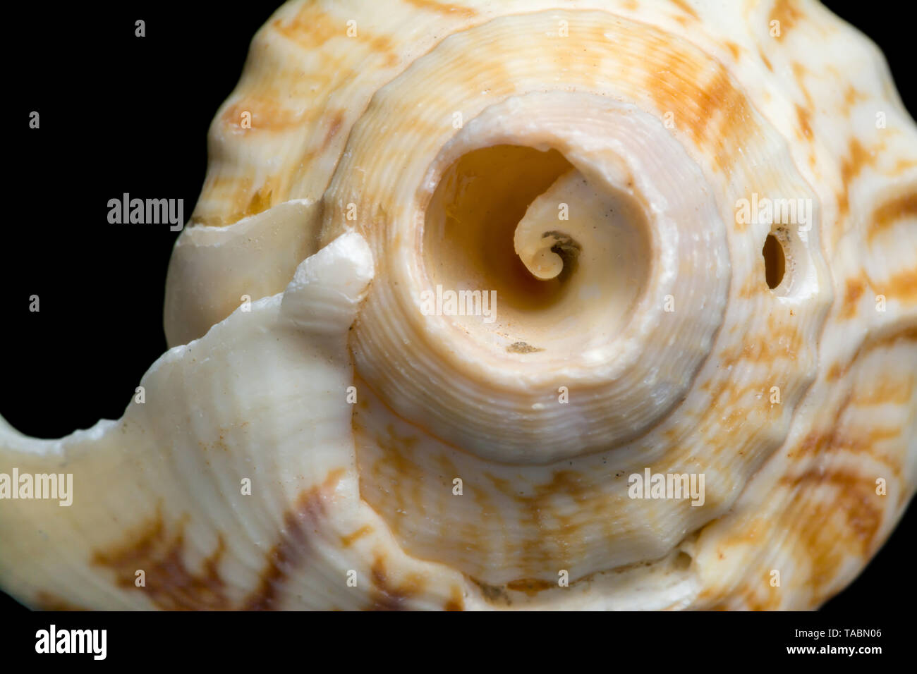Background of spiral seashell close-up macro isolated on black. Mollusk ...