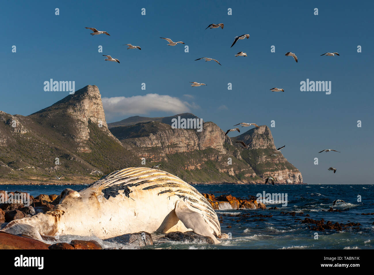 Carcass of a humpback whale on the shore of the Cape Point section of Table Mountain National Park in South Africa. Stock Photo