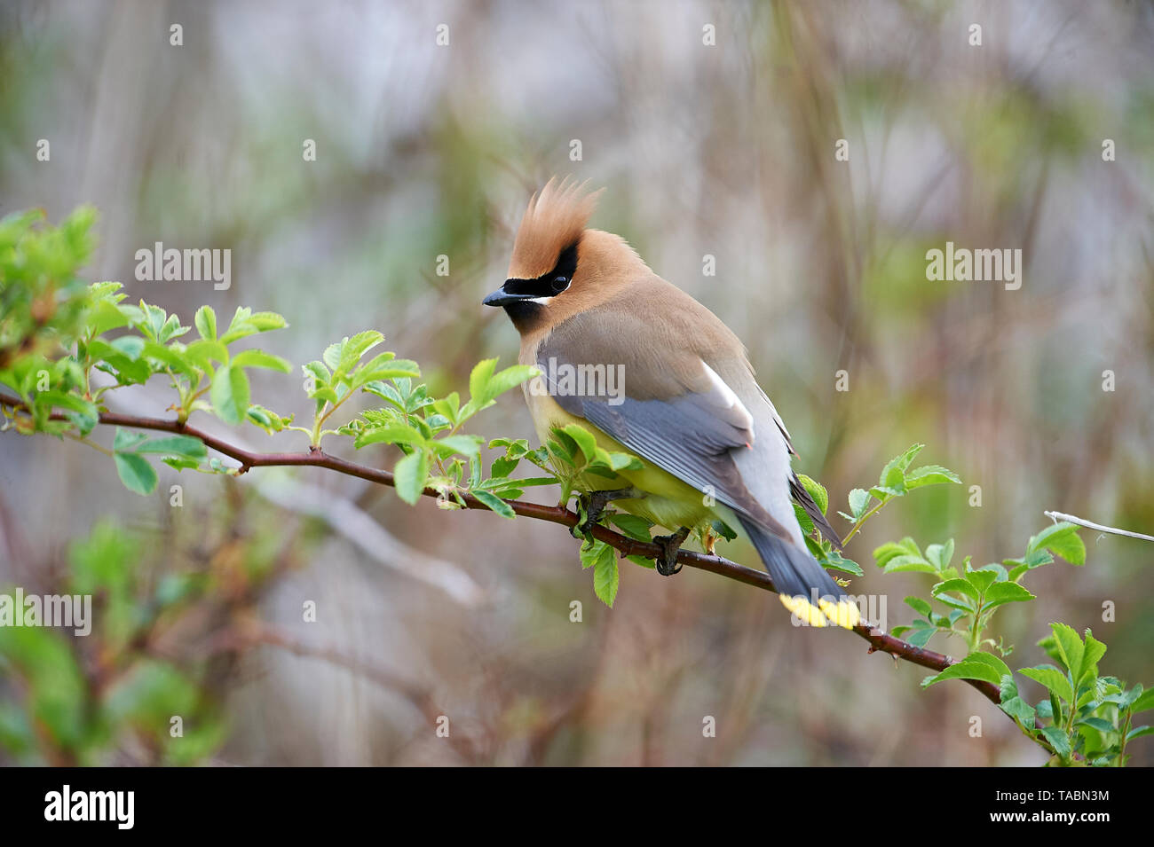 Cedar Waxwing (Bombycilla cedrorum) perched in a bush, French Basin