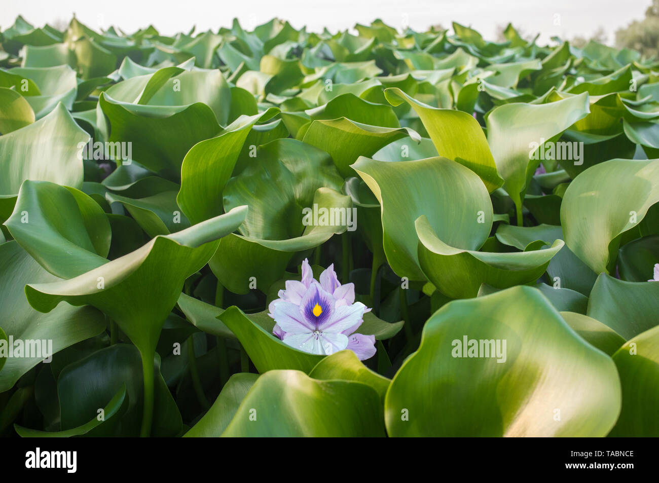 Eichhornia crassipes, commonly known as water hyacinth. Highly problematic invasive species at Guadiana River, Badajoz, Spain Stock Photo