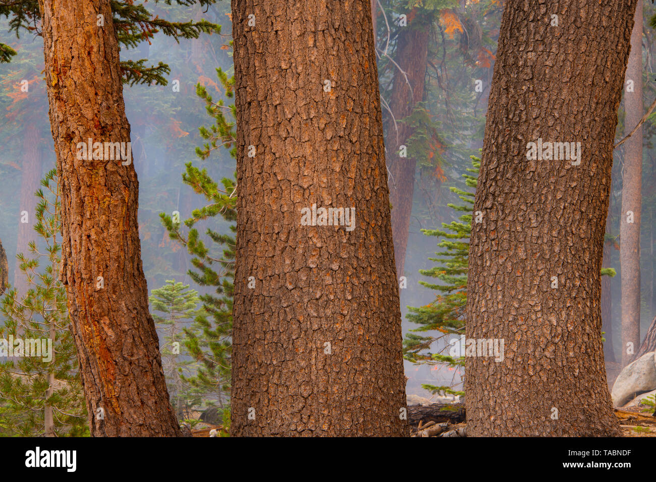 Aftermath of forest fire, Yosemite National Park, California, USA, by Bill Lea/Dembinsky Photo Assoc Stock Photo