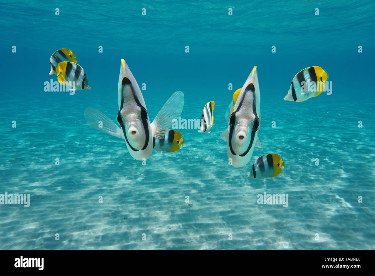 Underwater cute tropical fish looking at camera, Pacific double-saddle butterflyfish, Pacific ocean, French Polynesia Stock Photo
