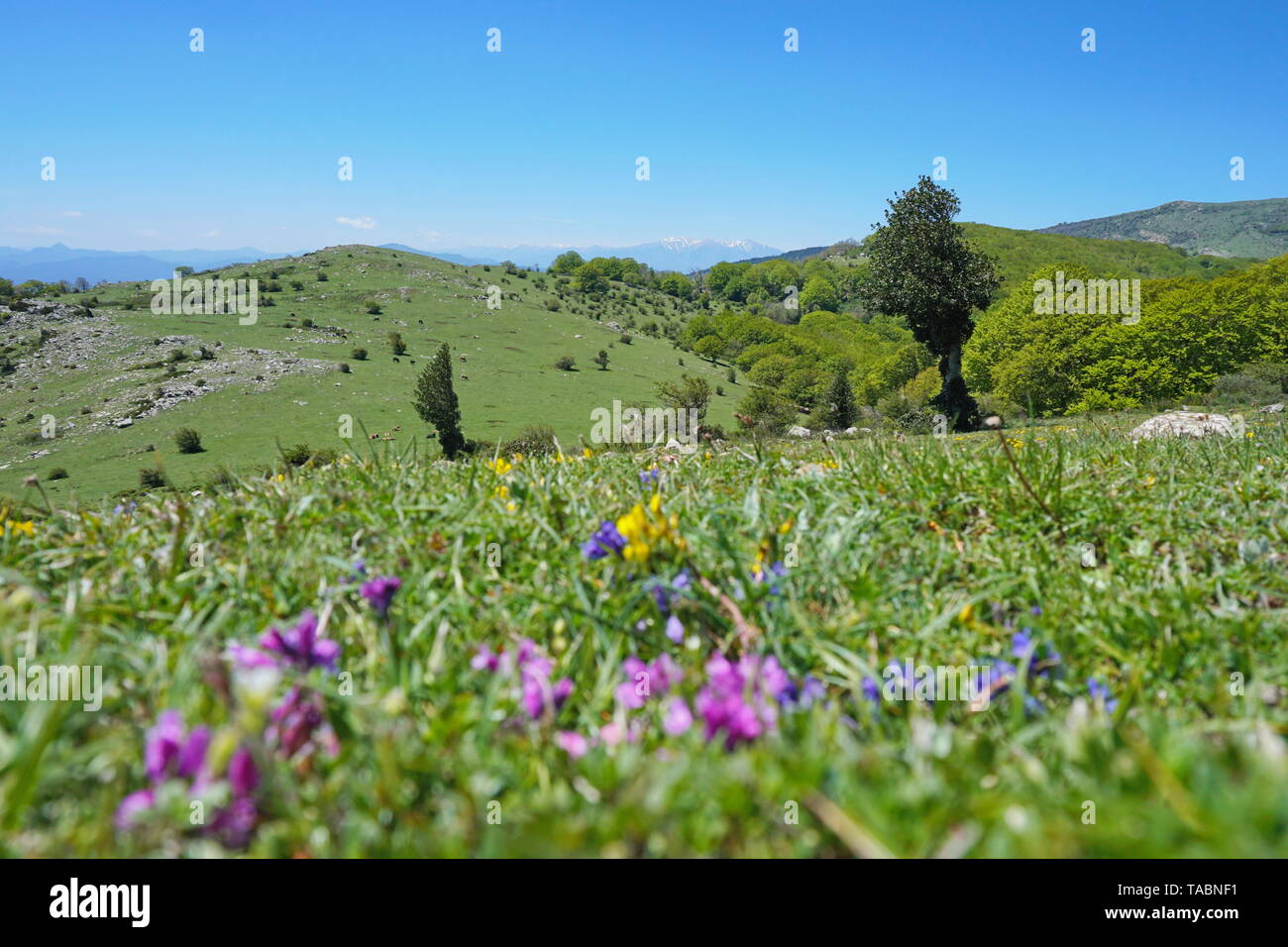 Landscape pasture in the mountain, Massif des Alberes between France and Spain, Pyrenees Orientales, Catalonia Stock Photo