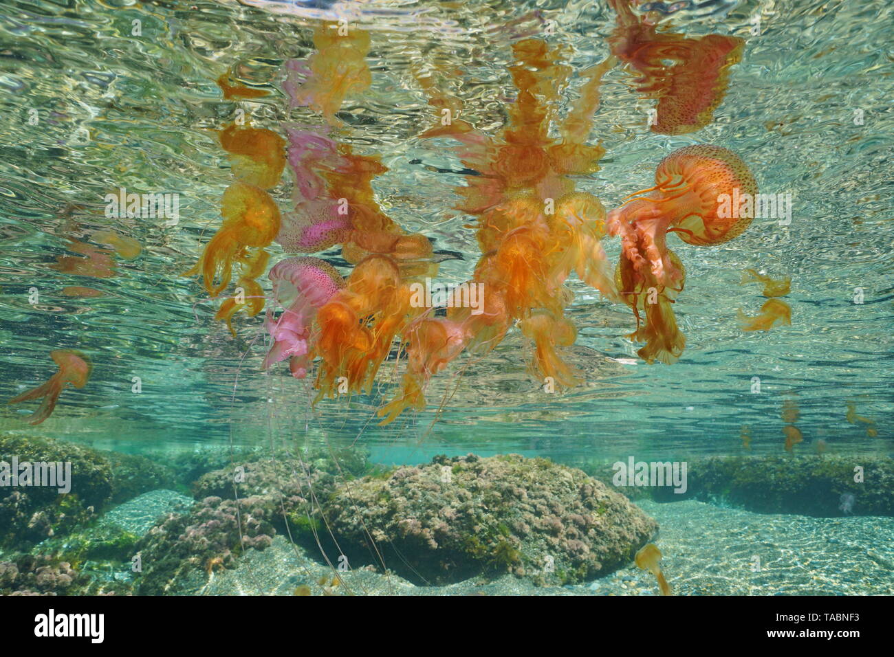 Many jellyfish Pelagia noctiluca underwater below sea surface, Mediterranean, Spain Stock Photo