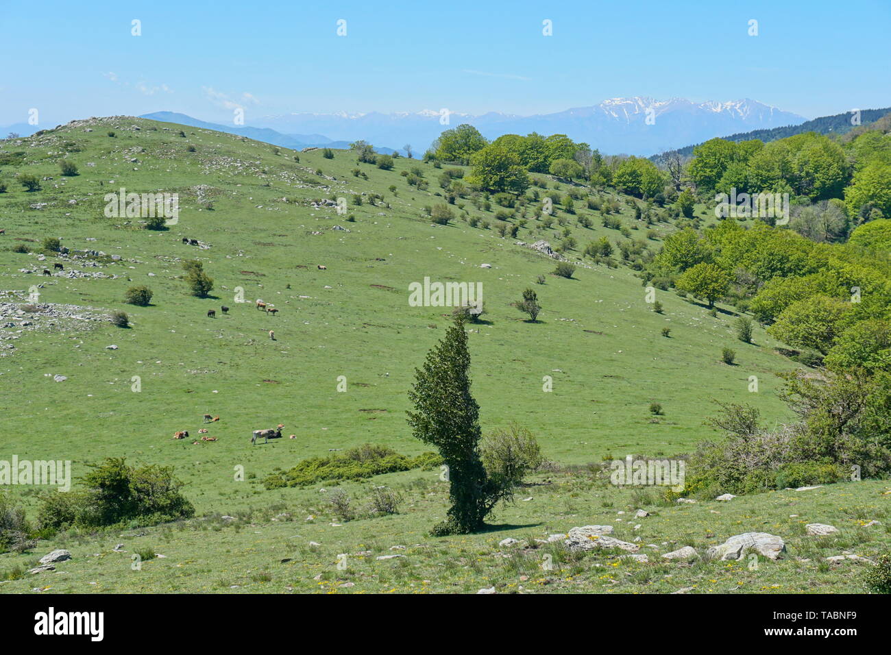 Pyrenees mountains pasture landscape in the Massif des Alberes between France and Spain, Pyrenees-Orientales, Catalonia Stock Photo