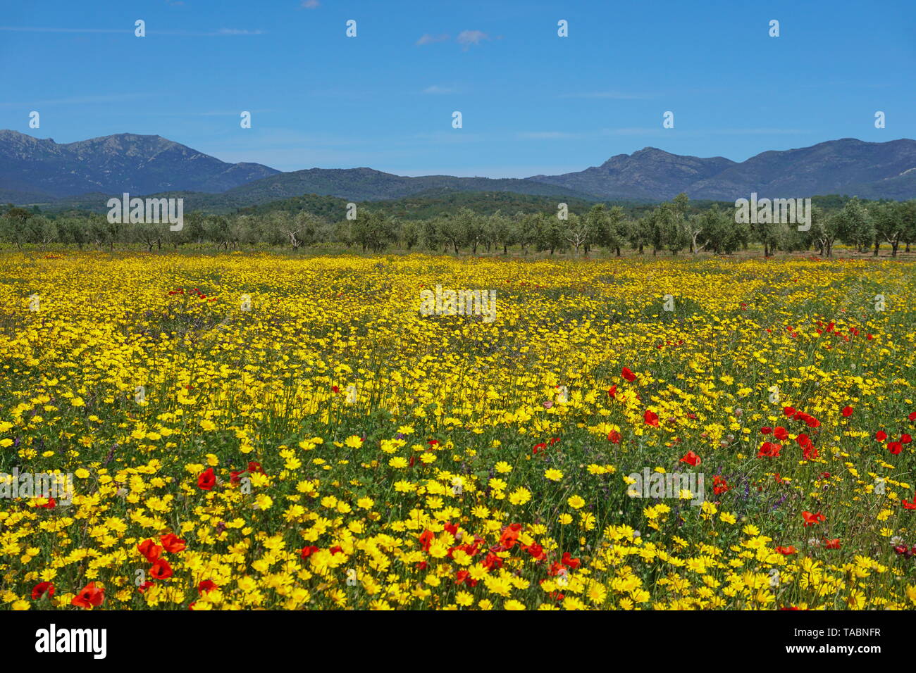 Spain landscape meadow of wild flowers, mostly corn marigold with few poppies, Mollet de Peralada, Alt Emporda, Girona province, Catalonia Stock Photo